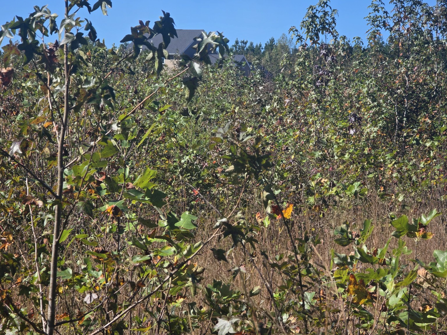 Brush and small trees before Timber Shredders cleared a 2.2-acre Louisa property